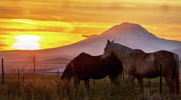 Equine Sunset 1