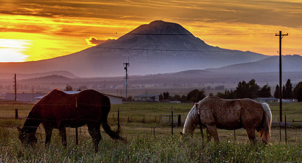 Equine Sunset 2