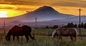 Equine Sunset 2