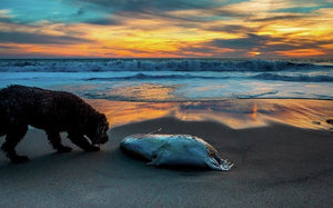 Life and Death