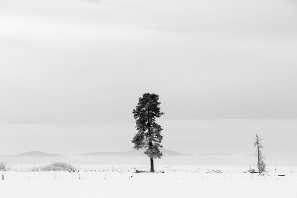 Winter Tree
